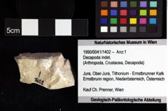 Foto (Objket + Etiketten) von Decapoda indet. 